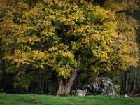 Ausladende Ahornbaumkrone im Herbst